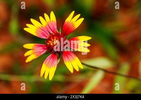 Macro stock photo Gaillardia pulchella Indian Blanket Fleur Banque D'Images