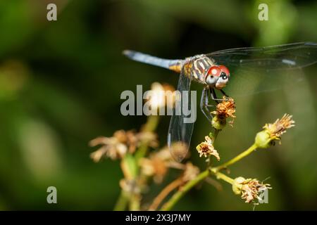 Macro photo Pachydiplax longipennis Bleu Dasher Dragonfly Banque D'Images