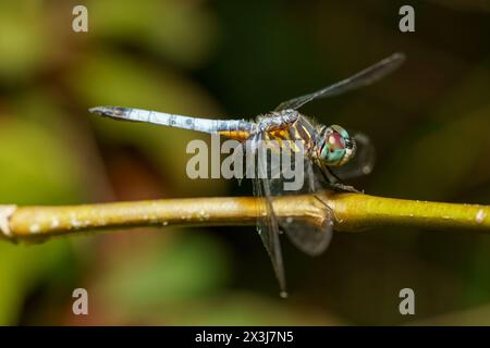 Macro photo Pachydiplax longipennis Bleu Dasher Dragonfly Banque D'Images