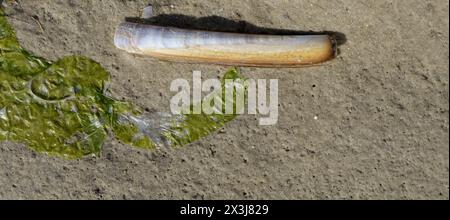 atlantique Jackknife Clam Resp.Ensis directus à côté de la laitue de mer mourante Resp.Ulva lactuca, mer du Nord, parc national de Wattenmeer, Allemagne Banque D'Images