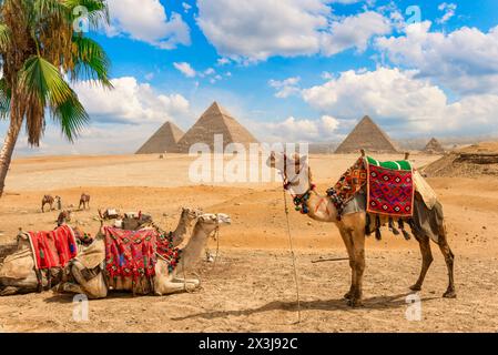 Chameaux reposant sous le palmier dans le désert de Gizeh près des pyramides, Egypte Banque D'Images