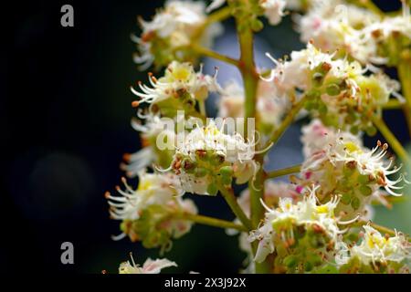 Gros plan de fleurs sur un châtaignier de cheval Banque D'Images