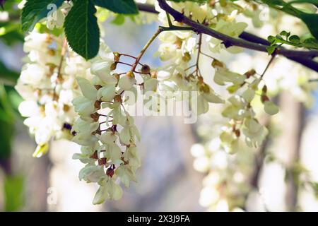 Fleurs blanches florissantes sur une branche de Robinia pseudoacacia Banque D'Images