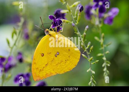 Papillon émigrant citron femelle, Catopsilia pomona, cueillant du pollen sur une Marguerite sauvage, Thaïlande Banque D'Images