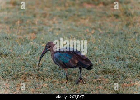 Hadada ibis recherche à l'aube, Masai Mara Banque D'Images
