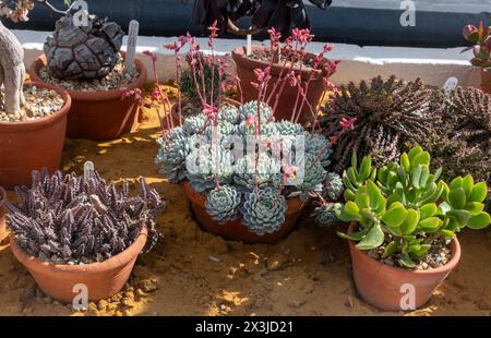 Collection de divers cactus (plantes de cactus) dans une serre à West Dean Gardens, West Sussex, Angleterre, Royaume-Uni Banque D'Images