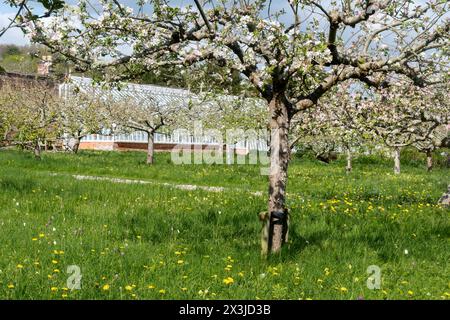 Verger de pommiers en fleurs, arbres fruitiers en fleurs au printemps à West Green Gardens, West Sussex, Angleterre, Royaume-Uni Banque D'Images