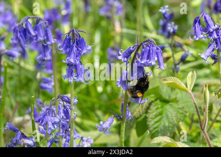 Encolure de bourdons à queue polie sur une fleur sauvage de bluebell dans les bois de bluebell au printemps, Angleterre, Royaume-Uni Banque D'Images