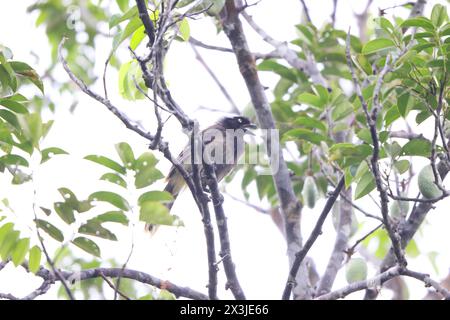 Le jay à nappes Azur (Cyanocorax heilprini) est une espèce d'oiseau de la famille des Corvidés. Cette photo a été prise en Colombie. Banque D'Images