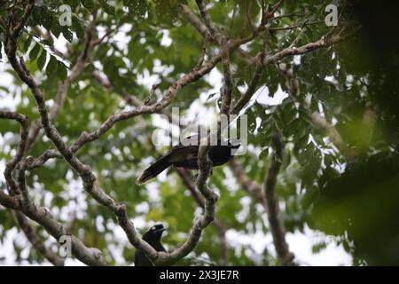 Le jay à nappes Azur (Cyanocorax heilprini) est une espèce d'oiseau de la famille des Corvidés. Cette photo a été prise en Colombie. Banque D'Images