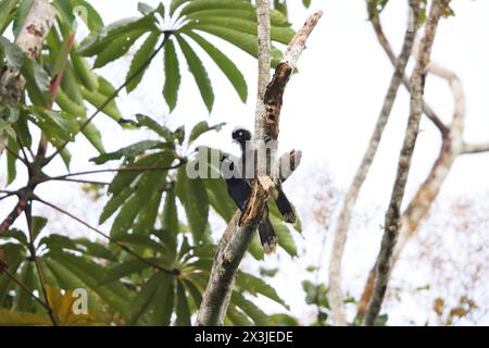 Le jay à nappes Azur (Cyanocorax heilprini) est une espèce d'oiseau de la famille des Corvidés. Cette photo a été prise en Colombie. Banque D'Images