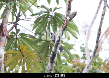 Le jay à nappes Azur (Cyanocorax heilprini) est une espèce d'oiseau de la famille des Corvidés. Cette photo a été prise en Colombie. Banque D'Images