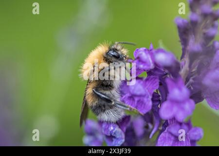 Bourdon sur lavande, England, UK Banque D'Images