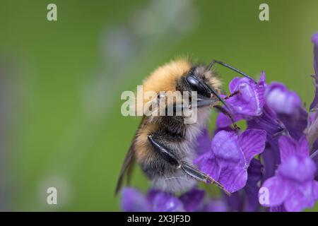 Bourdon sur lavande, England, UK Banque D'Images