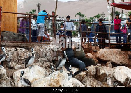 Familles chiliennes examinant des lions de mer mâles d'Amérique du Sud (Otaria flavescens) et des pélicans péruviens (Pelecanus thagus) dans un port de pêche, Arica, Chili Banque D'Images