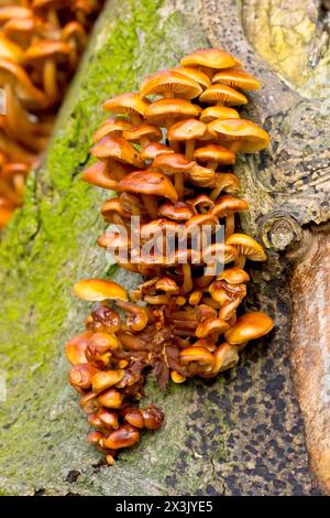 Tige de velours ou champignon d'hiver (flammulina velutipes), gros plan d'un grand groupe de fructifications du champignon commun poussant sur un arbre mort. Banque D'Images