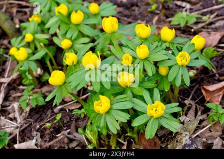 Aconite d'hiver (eranthis hyemalis), gros plan d'un groupe de fleurs jaune vif couramment plantées dans les bois ouverts. Banque D'Images