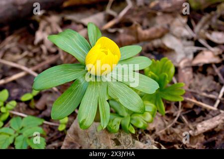 Aconite d'hiver (eranthis hyemalis), gros plan d'un seul spécimen de la fleur jaune vif couramment plantée dans les bois ouverts. Banque D'Images