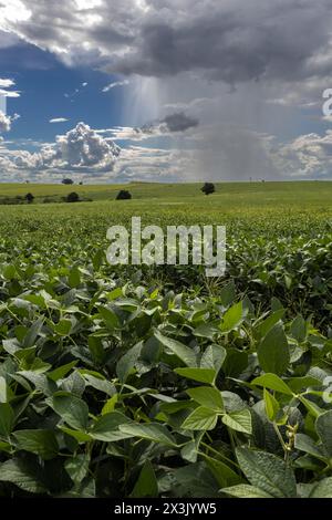 De lourds nuages et de la pluie arrivent dans une plantation de soja vert dans la zone rurale du Brésil Banque D'Images