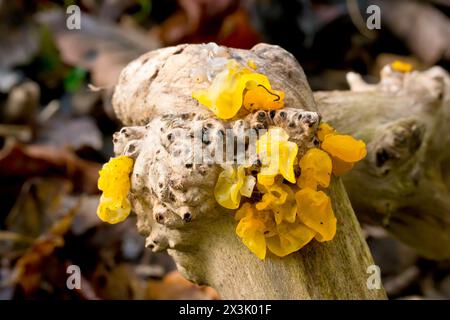 Champignon jaune du cerveau ou beurre de sorcière (tremella mesenterica), gros plan montrant plusieurs fructifications du champignon poussant sur une petite bûche. Banque D'Images