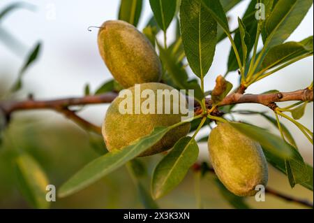 Détail des amandes vertes sur l'arbre en Andalousie (Espagne) Banque D'Images