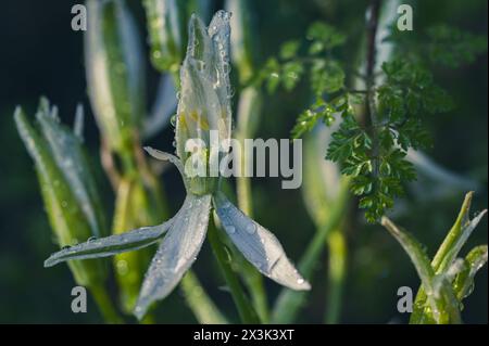 Détail des fleurs étoilées de Bethléem (Ornithogalum umbellatum) couvertes de gouttes de rosée dans le pré au lever du soleil au printemps Banque D'Images