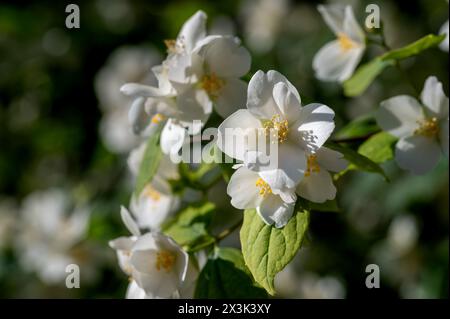 Fleurs blanches de celinda (Philadelphus coronarius) dans le jardin Banque D'Images