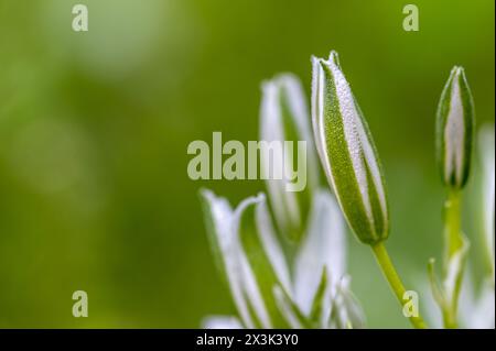 Détail des fleurs étoilées de Bethléem (Ornithogalum umbellatum) couvertes de gouttes de rosée dans le pré au lever du soleil au printemps Banque D'Images