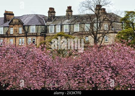 Maisons traditionnelles en pierre avec cheminées derrière des cerisiers roses en fleurs au printemps. Banque D'Images