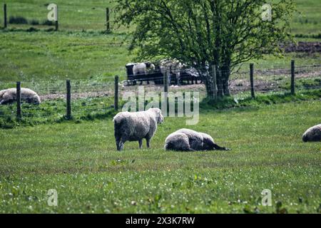 Moutons qui paissent paisiblement dans un pâturage vert luxuriant avec une clôture et des arbres en arrière-plan. Banque D'Images