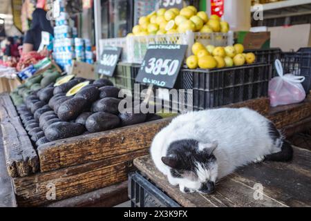 Santiago, Chili - 26 novembre 2023 : un chat dort sur un étal de marché au Mercado la Vega dans le centre de Santiago Banque D'Images