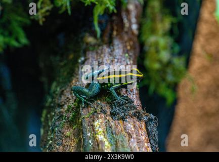 Grenouille poison d'or (Phyllobates vittatus) - élevée en captivité. Endémique au Costa Rica. Banque D'Images