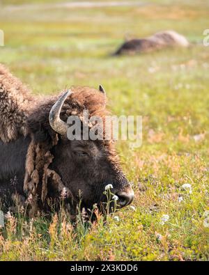 Vue de Buffalo sur la chaîne ouverte dans le parc national de Yellowstone, Wyoming États-Unis Banque D'Images