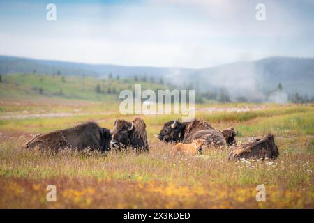 Vue de Buffalo sur la chaîne ouverte dans le parc national de Yellowstone, Wyoming États-Unis Banque D'Images