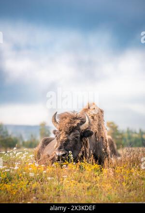 Vue de Buffalo sur la chaîne ouverte dans le parc national de Yellowstone, Wyoming États-Unis Banque D'Images