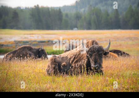 Vue de Buffalo sur la chaîne ouverte dans le parc national de Yellowstone, Wyoming États-Unis Banque D'Images