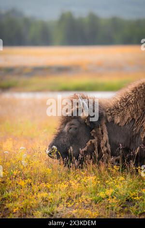 Vue de Buffalo sur la chaîne ouverte dans le parc national de Yellowstone, Wyoming États-Unis Banque D'Images