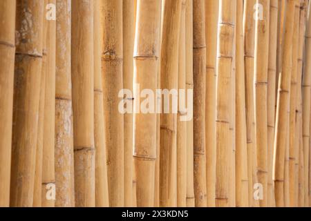 Gros plan d'un mur de bambou naturel ou d'un fond de clôture, vue latérale. Fond texturé plein cadre abstrait haute résolution, espace de copie. Banque D'Images