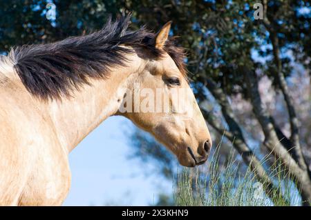 Equine Majesty : superbe image de cheval capturée sur la colline Banque D'Images