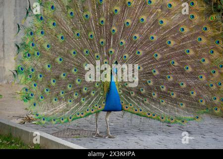 Plumes de paon vibrantes : des expositions magnifiques et majestueuses Banque D'Images