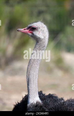 Autruche solitaire : une présence majestueuse dans la savane africaine indomptée Banque D'Images