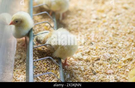 Aperçu de l'industrie : petit troupeau de poulets se nourrissant de maïs et de grain à Chick Farm Banque D'Images