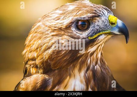 Majesté d'Or : superbes images de l'aigle Raptor diurne avec un beau plumage et un bec jaune Banque D'Images