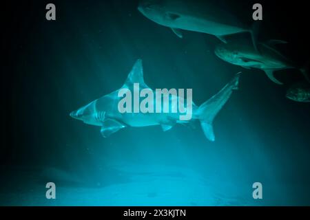 Superbe photo sous-marine de Majestic Shark dans la mer bleue profonde Banque D'Images