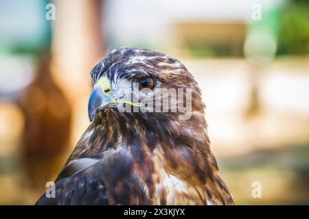 Majesté d'Or : superbes images de l'aigle Raptor diurne avec un beau plumage et un bec jaune Banque D'Images