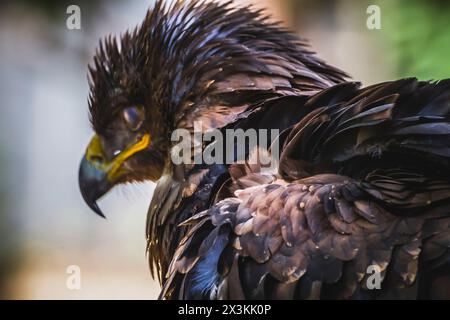 Golden Guardian : le majestueux aigle américain dans les moindres détails Banque D'Images