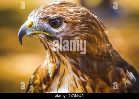 Golden Majesty : superbes images de l'aigle diurne avec plumage magnifique et bec jaune Banque D'Images