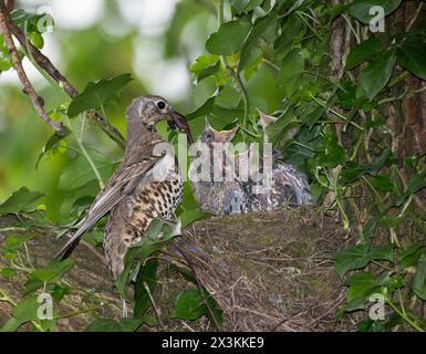 Muguet adulte, Turdus viscivorus, perché près du nid nourrissant des vers de terre aux poussins, Queen's Park, Londres, Royaume-Uni Banque D'Images