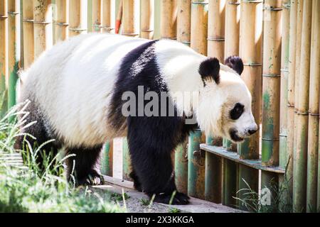 Adorable ours panda bousculant dans un arbre luxuriant - des images étonnantes pour vos besoins de création de contenu Banque D'Images