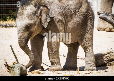 Adorable bébé éléphant s'amuser avec une bûche en bois dans des cabrioles ludiques Banque D'Images